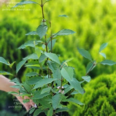 Каликарпа Бодиньера Профьюжн Красивоплодник (Callicarpa bodinieri) ФОТО Питомник растений Природа (4)