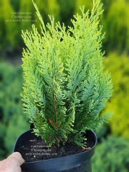 Кипарисовик Лавсона Алюмиголд (Chamaecyparis lawsoniana Alumigold) ФОТО Питомник растений Природа (1)