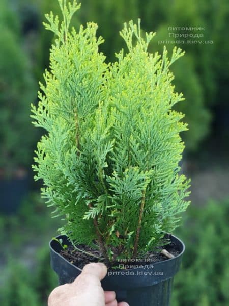 Кипарисовик Лавсона Алюміголд (Chamaecyparis lawsoniana Alumigold) ФОТО Розплідник рослин Природа (2)