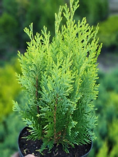 Кипарисовик Лавсона Алюмиголд (Chamaecyparis lawsoniana Alumigold) ФОТО Питомник растений Природа (3)