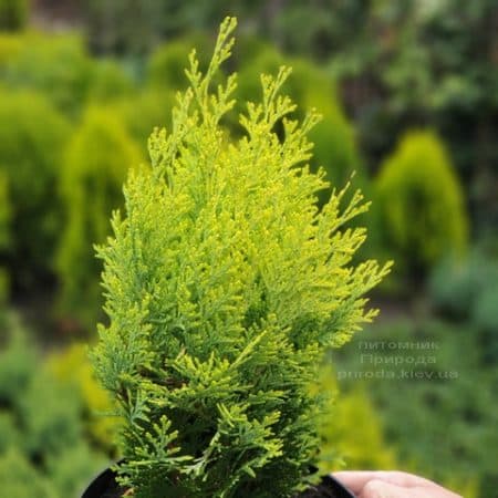 Кипарисовик Лавсона Алюміголд (Chamaecyparis lawsoniana Alumigold) ФОТО Розплідник рослин Природа (4)