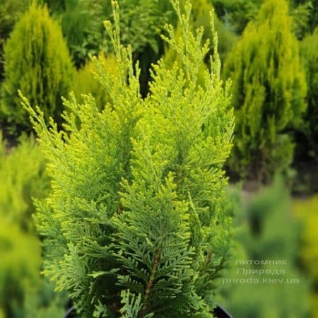 Кипарисовик Лавсона Алюміголд (Chamaecyparis lawsoniana Alumigold) ФОТО Розплідник рослин Природа (5)