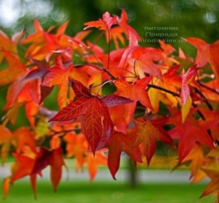 Ліквідамбар смолоносний (Liquidambar styraciflua) ФОТО Розплідник рослин Природа (4)