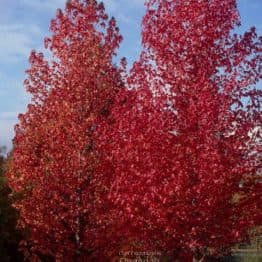 Ліквідамбар смолоносний (Liquidambar styraciflua) ФОТО Розплідник рослин Природа (5)