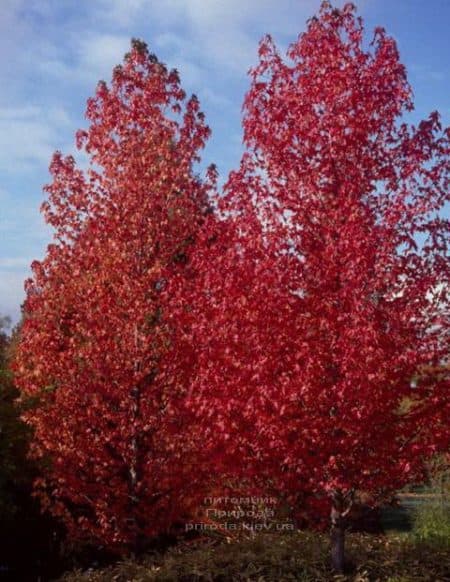 Ліквідамбар смолоносний (Liquidambar styraciflua) ФОТО Розплідник рослин Природа (5)