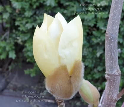 Магнолия обнаженная Еллоу Ривер (Magnolia denudata Yellow River) ФОТО Питомник растений Природа (10)
