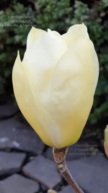 Магнолія оголена Еллоу Рівер (Magnolia denudata Yellow River) ФОТО Розплідник рослин Природа (11)