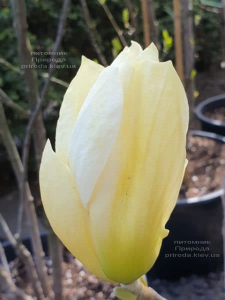 Магнолия обнаженная Еллоу Ривер (Magnolia denudata Yellow River) ФОТО Питомник растений Природа (12)