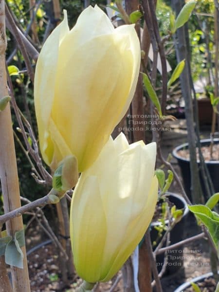 Магнолія оголена Еллоу Рівер (Magnolia denudata Yellow River) ФОТО Розплідник рослин Природа (13)