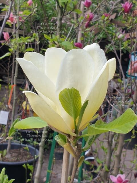 Магнолія оголена Еллоу Рівер (Magnolia denudata Yellow River) ФОТО Розплідник рослин Природа (14)