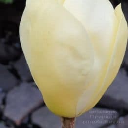 Магнолия обнаженная Еллоу Ривер (Magnolia denudata Yellow River) ФОТО Питомник растений Природа (6)