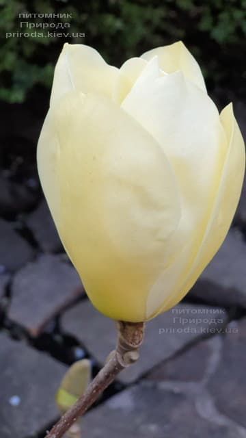 Магнолія оголена Еллоу Рівер (Magnolia denudata Yellow River) ФОТО Розплідник рослин Природа (6)
