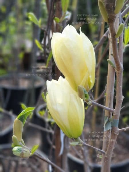 Магнолія оголена Еллоу Рівер (Magnolia denudata Yellow River) ФОТО Розплідник рослин Природа (7)