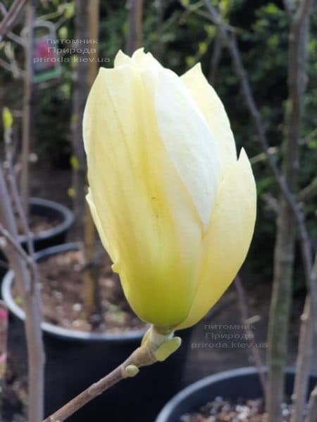 Магнолія оголена Еллоу Рівер (Magnolia denudata Yellow River) ФОТО Розплідник рослин Природа (8)