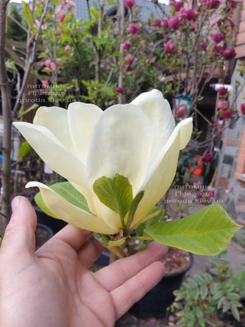 Магнолія оголена Еллоу Рівер (Magnolia denudata Yellow River) ФОТО Розплідник рослин Природа (9)
