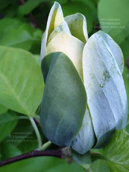 Магнолия Голубой Опал (Maqnolia acuminata Blue Opal) ФОТО Питомник растений Природа (31)