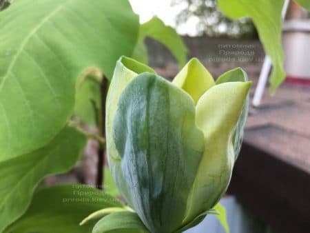 Магнолия Голубой Опал (Maqnolia acuminata Blue Opal) ФОТО Питомник растений Природа (32)