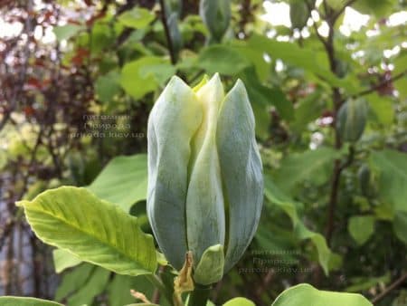 Магнолия Голубой Опал (Maqnolia acuminata Blue Opal) ФОТО Питомник растений Природа (35)