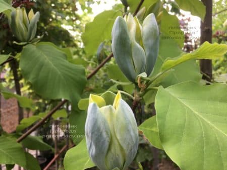 Магнолія Блакитний Опал (Maqnolia acuminata Blue Opal) ФОТО Розплідник рослин Природа (37)