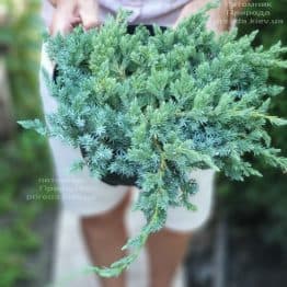 Можжевельник чешуйчатый Блю Карпет (Juniperus squamata Blue Carpet) ФОТО Питомник растений Природа (14)