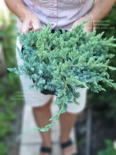 Ялівець лускатий Блю Карпет (Juniperus squamata Blue Carpet) ФОТО Розплідник рослин Природа (14)