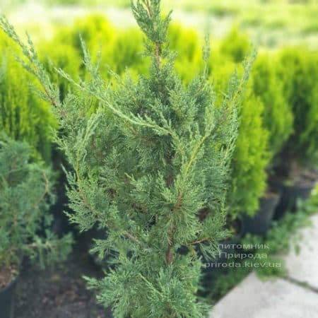 Можжевельник китайский Блю Поинт (Juniperus chinensis Blue Point) ФОТО Питомник растений Природа (1)