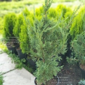 Можжевельник китайский Блю Поинт (Juniperus chinensis Blue Point) ФОТО Питомник растений Природа (2)