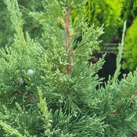 Ялівець китайський Блю Поінт (Juniperus chinensis Blue Point) ФОТО Розплідник рослин Природа (3)