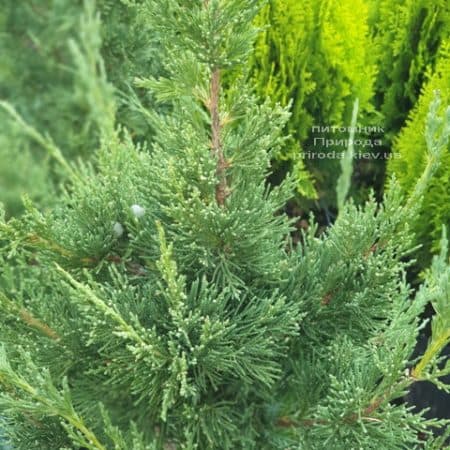 Ялівець китайський Блю Поінт (Juniperus chinensis Blue Point) ФОТО Розплідник рослин Природа (4)