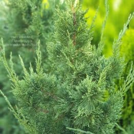 Ялівець китайський Блю Поінт (Juniperus chinensis Blue Point) ФОТО Розплідник рослин Природа (5)