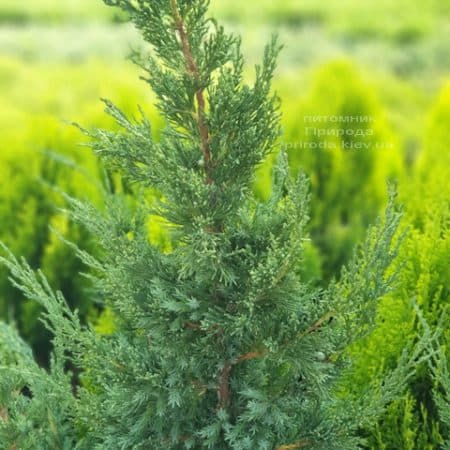 Можжевельник китайский Блю Поинт (Juniperus chinensis Blue Point) ФОТО Питомник растений Природа (6)