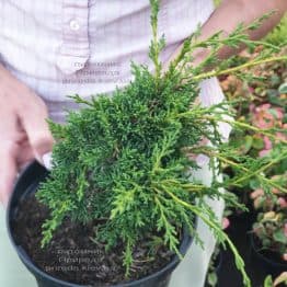 Можжевельник китайский Шимпаку (Juniperus chinensis Shimpaku) ФОТО Питомник растений Природа