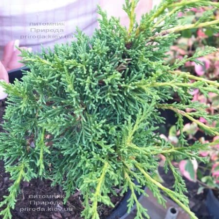 Можжевельник китайский Шимпаку (Juniperus chinensis Shimpaku) ФОТО Питомник растений Природа (2)
