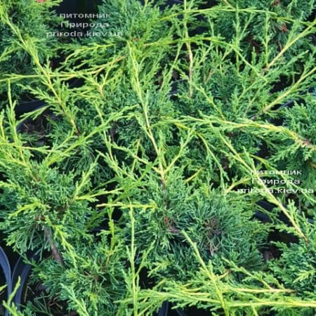 Можжевельник китайский Шимпаку (Juniperus chinensis Shimpaku) ФОТО Питомник растений Природа (3)