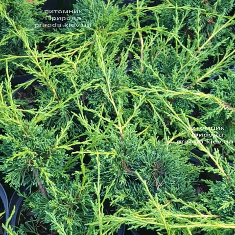 Можжевельник китайский Шимпаку (Juniperus chinensis Shimpaku) ФОТО Питомник растений Природа (3)