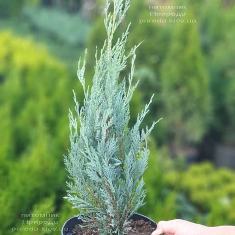 Ялівець скельний Мунглов (Juniperus scopolorum Moonglow) ФОТО Розплідник рослин Природа (19)