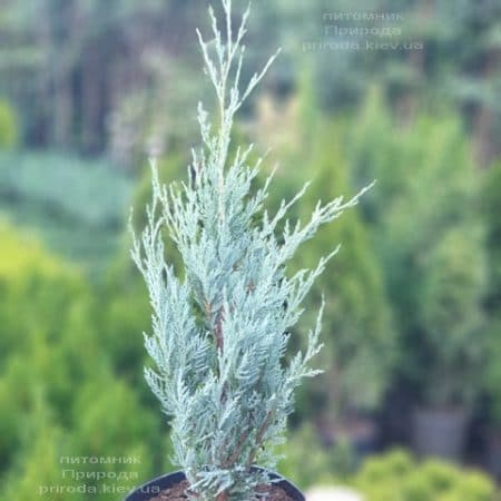 Ялівець скельний Мунглов (Juniperus scopolorum Moonglow) ФОТО Розплідник рослин Природа (20)