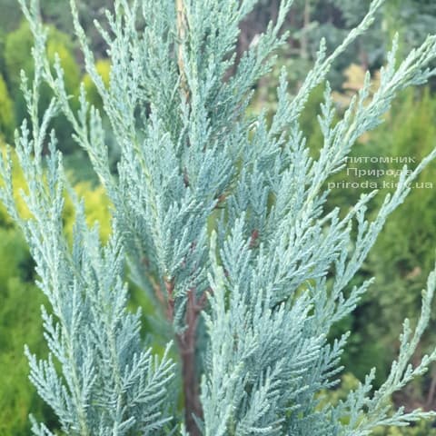 Ялівець скельний Мунглов (Juniperus scopolorum Moonglow) ФОТО Розплідник рослин Природа (21)
