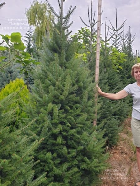 Ялиця бальзамическая (Abies balsamea) ФОТО Розплідник рослин Природа (10)