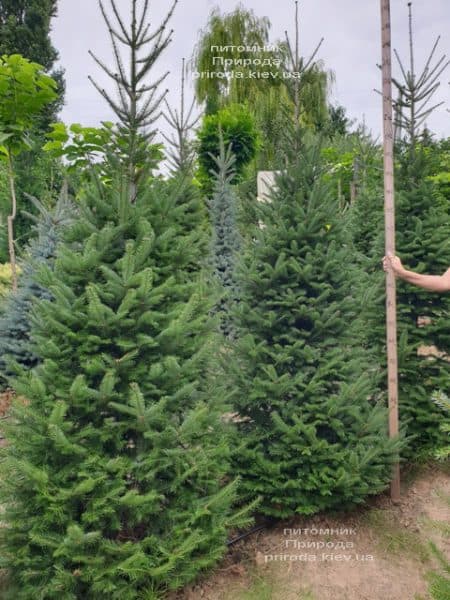 Ялиця бальзамическая (Abies balsamea) ФОТО Розплідник рослин Природа (6)