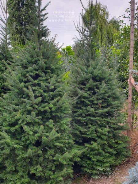 Ялиця бальзамическая (Abies balsamea) ФОТО Розплідник рослин Природа (7)