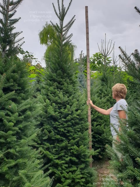 Ялиця бальзамическая (Abies balsamea) ФОТО Розплідник рослин Природа (8)