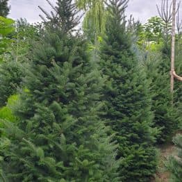 Пихта бальзамическая (Abies balsamea) ФОТО Питомник растений Природа (9)