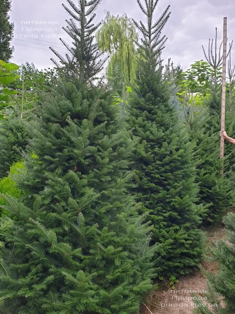 Ялиця бальзамическая (Abies balsamea) ФОТО Розплідник рослин Природа (9)