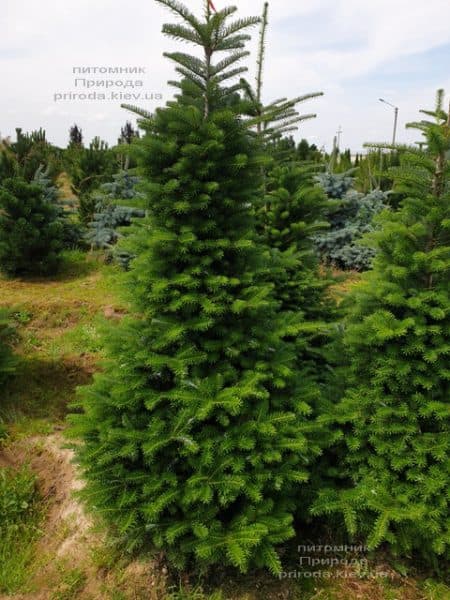 Ялиця корейська (Abies koreana) ФОТО Розплідник рослин Природа (19)