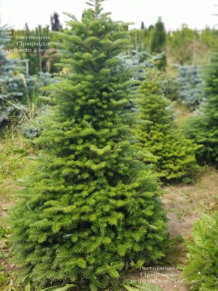 Пихта корейская (Abies koreana) ФОТО Питомник растений Природа (20)