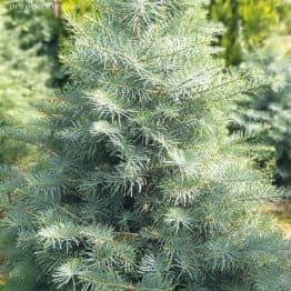 Пихта одноцветная (Abies Concolor) ФОТО Питомник растений Природа (41)