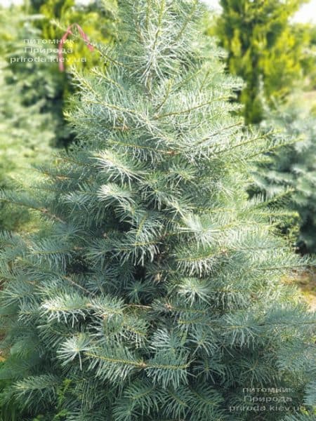 Пихта одноцветная (Abies Concolor) ФОТО Питомник растений Природа (41)