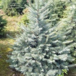 Пихта одноцветная (Abies Concolor) ФОТО Питомник растений Природа (45)