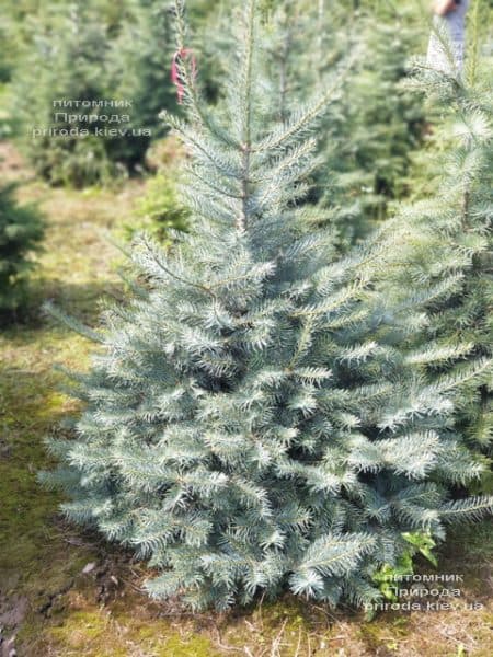 Пихта одноцветная (Abies Concolor) ФОТО Питомник растений Природа (45)